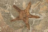 Ordovician Starfish (Petraster?) Fossil - Morocco #195860-1